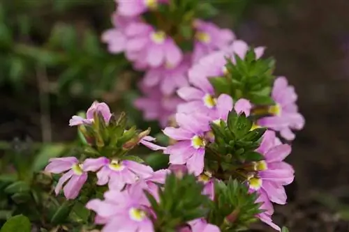 Fiore a ventaglio blu - Scaevola aemula