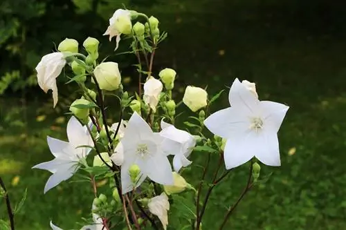 Fiore a palloncino - Platycodon grandiflorus