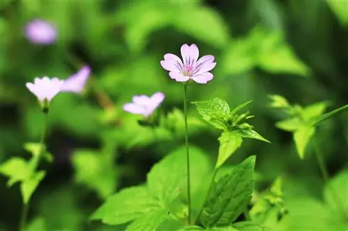 Cranesbill delle foreste di montagna - Geranium nodosum