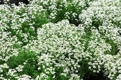 الشاطئ الفضي - Lobularia maritima - Alyssum maritimum