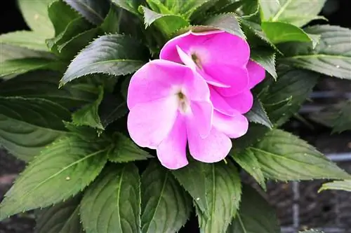 Hibrizi Edellieschen - Impatiens Neuguiena