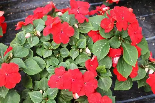 Meşgul Lieschen - Impatiens walleriana