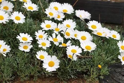 Tusindfryd - Leucanthemum