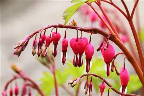 نزيف القلب - Lamprocapnos Spectabilis