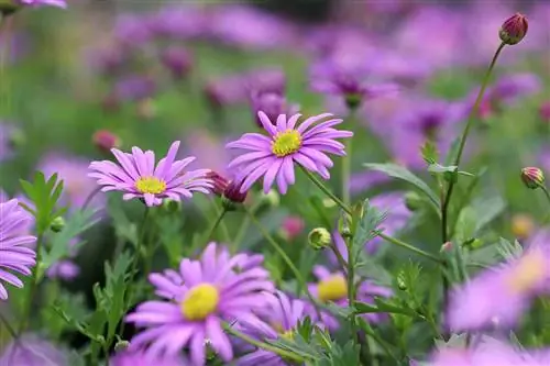 Mavi papatya - Brachyscome iberidifolia