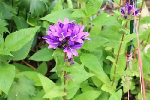 Campanula aggrovigliata (Campanula glomerata)