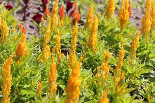 Brandschopf - Hanehoved - Celosia