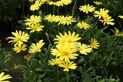 Pelerin sepeti - Osteospermum