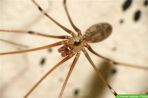 Rystende edderkop - Pholcidae