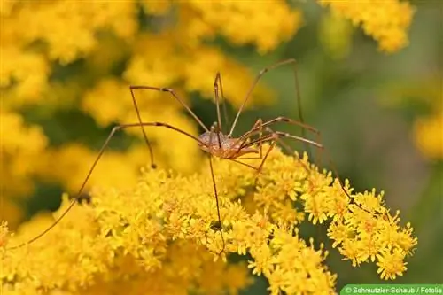 Common harvestman (male) - Phalangium opilio