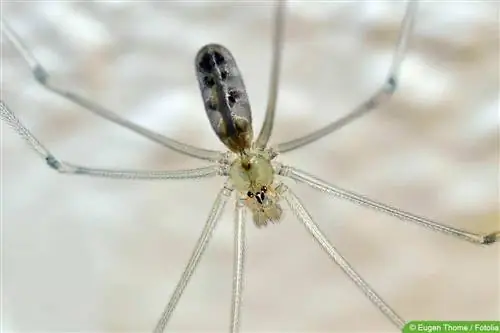 Trembling spider in the house: this is how you can get rid of it