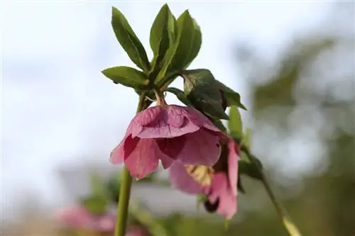 Lenten rose, Helleborus orientalis: 13 petua untuk penjagaan