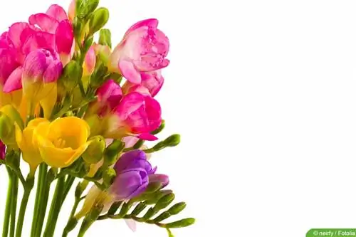 Freesias - Freesia