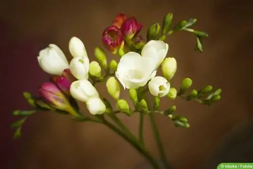 Freesias, freesia: petua penjagaan dari A - Z