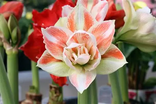 Amaryllis / Knight's Star - Hippeastrum