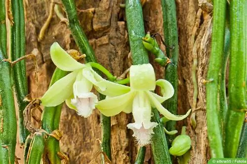 Vanila asli - Vanila planifolia