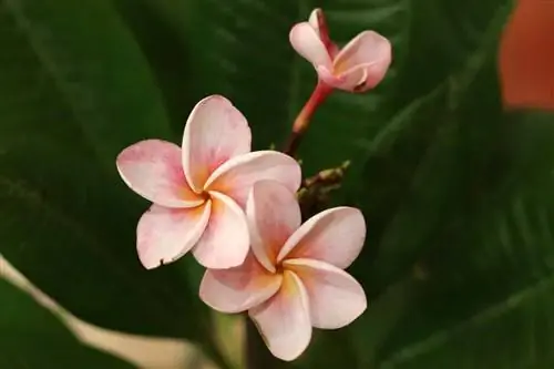 Plumeria - Frangipani