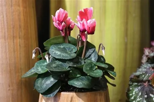 Cyclamen - Cyclamen