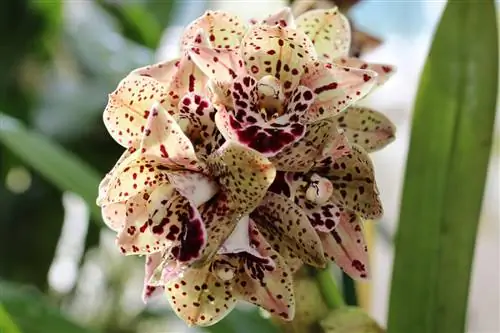 Anggrek Cymbidium - Cymbidium