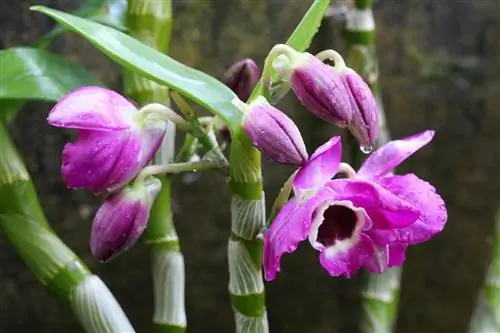 Dendrobium ኦርኪዶች - Dendrobium