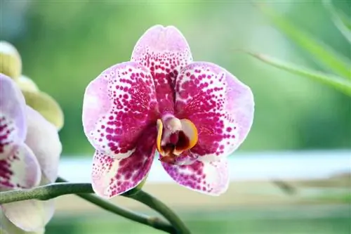 Fjärilsorkidé - Phalaenopsis-hybrider