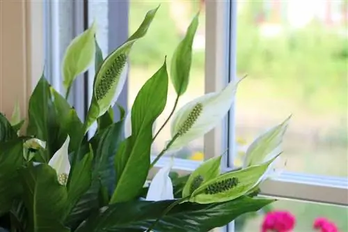 Peace Lily / Daun Tunggal - Spathiphyllum