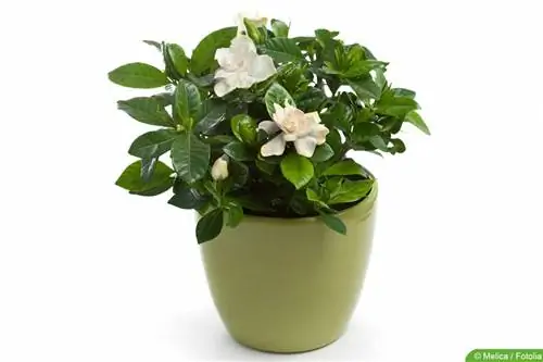 گاردنیا - Gardenia jasminoides