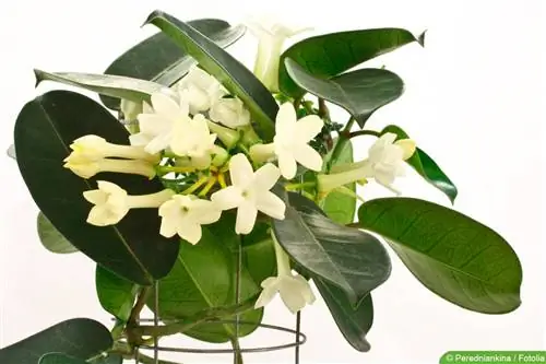 زنجیر تاج گل - Stephanotis floribunda