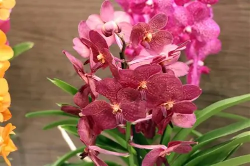 Anggrek Vanda - Vanda