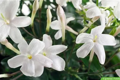 የቤት ውስጥ ጃስሚን - Jasminum Polyanthum