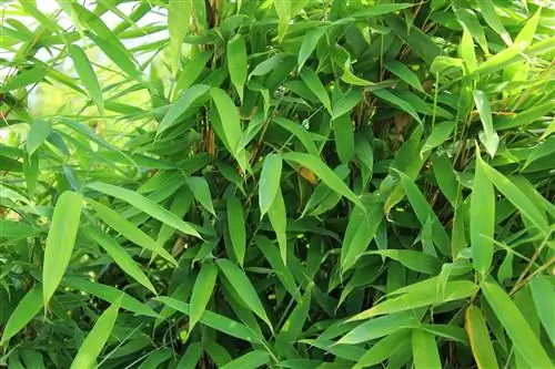 Potong bambu dengan benar