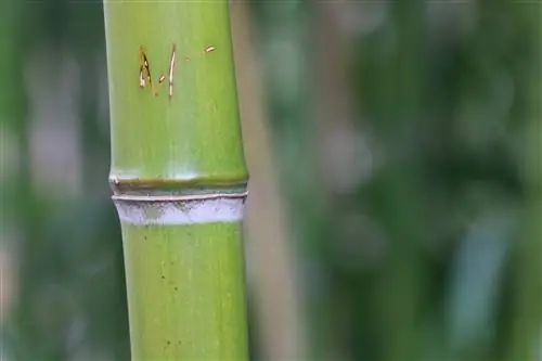 Pemangkasan bambu