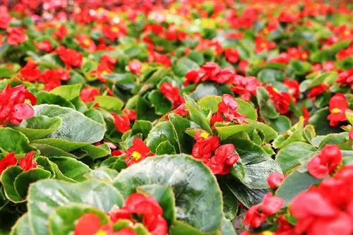 Ice begonia - Begonia x semperflorens cultorum