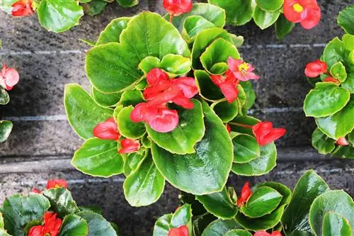 Begonie ledová - Begonia x semperflorens cultorum