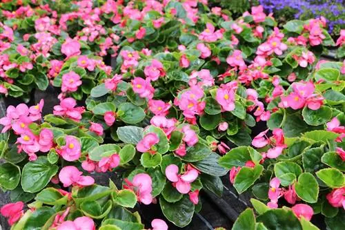 Ice begonia - Begonia x semperflorens cultorum