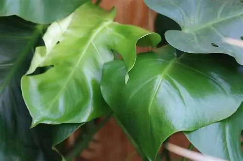 Fulla de la finestra - Monstera