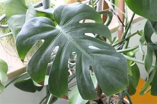 Monstera dobi rjave pike - kaj storiti?