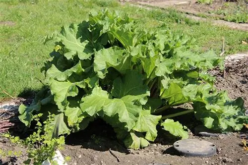 Rhubarb - Rheum rhabarbarum