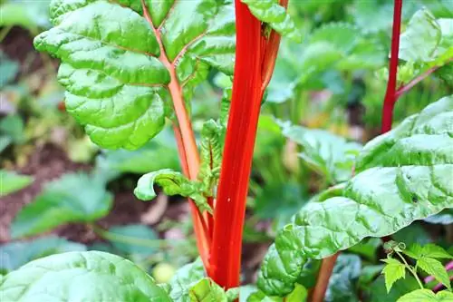 Rhubarb: Harvest time - When is rhubarb ripe? - Rhubarb harvest