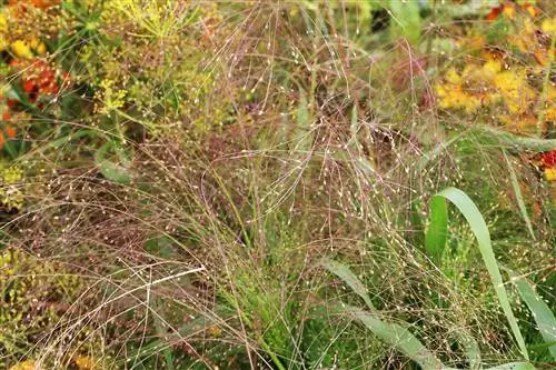 Просо просо - Panicum virgatum