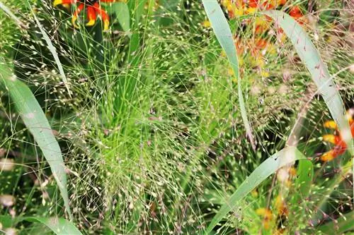 Switchgrass – Panicum virgatum