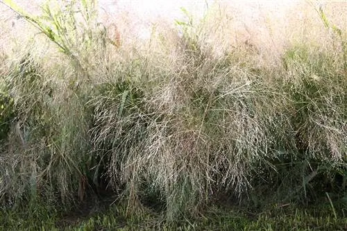 Zavíječ, Panicum virgatum: Péče od A - Z