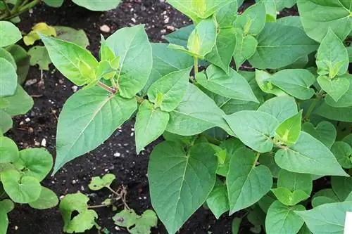 Miracle flower - Mirabilis longiflora