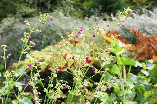 Mirakelblomst, Mirabilis jalapa: 10 plejeråd