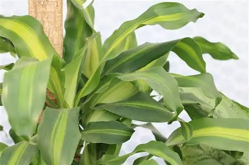 Ejderha ağacı - Dracaena massangeana