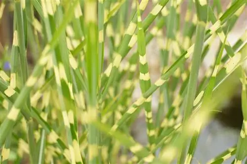 Zebra otu - Miscanthus sinensis