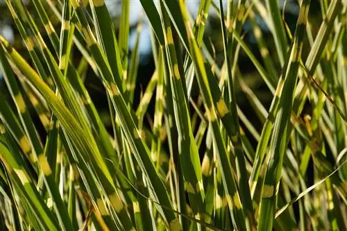 জেব্রা ঘাস - Miscanthus sinensis