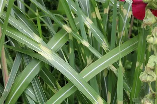 Cỏ ngựa vằn - Miscanthus sinensis