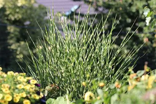 หญ้าม้าลาย Miscanthus sinensis 'Strictus': ดูแลตั้งแต่ A - Z