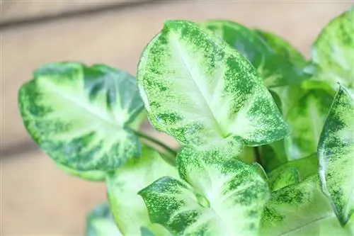 Lilla Tute - Syngonium podophyllum